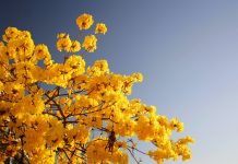 Các Hội Thánh Tại Khu Vực Đà Nẵng – Quảng Nam Trong Không Khí Đón Xuân 2022